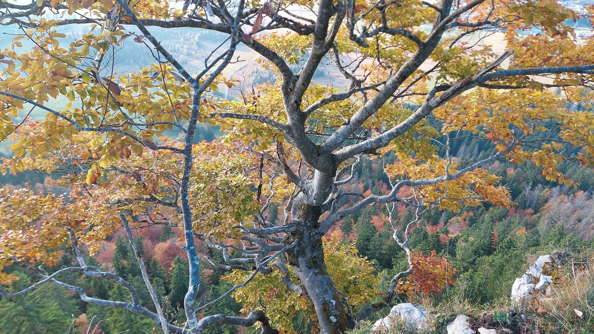 l'automne sur les hêtres de la Roche Champion
