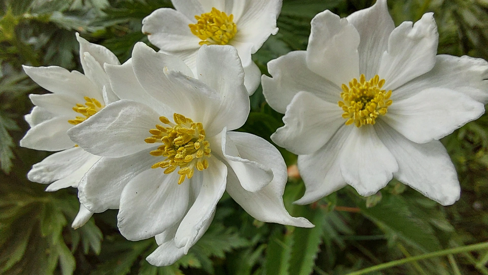 fleur de montagne